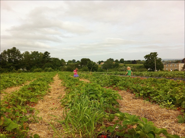 strawberry picking with little kids, eat local