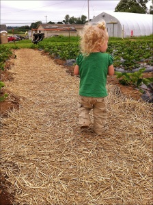 strawberry picking with little kids, eat local