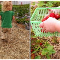 To Mother Boldly: a Tale of Two Strawberry Pickings